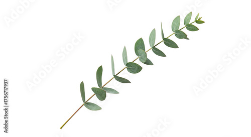 A single eucalyptus branch with green leaves on a white background 2.