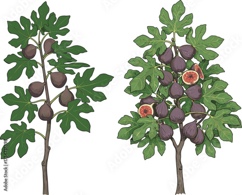 Fig tree illustration, ripe fruit, green leaves, botanical drawing, agriculture concept, tropical plant, edible figs, nature art, garden tree vector