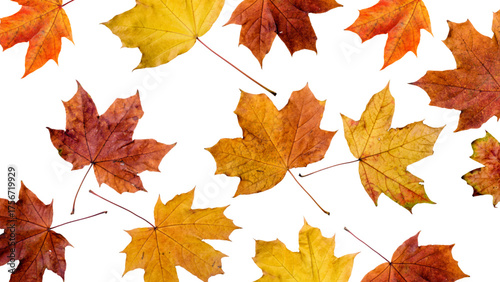 An array of vibrant autumn leaves, showcasing their intricate textures and warm colors