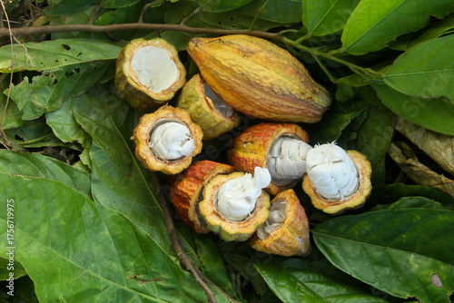 Ripe cocoa pods or Theobroma cacao split open, showing the ripe and fresh cocoa pods, top of view of fresh cocoa pods split open