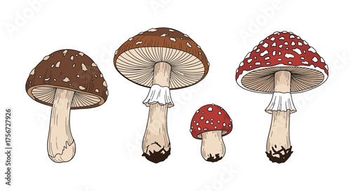 A delightful assortment of woodland mushrooms in various sizes and colors.