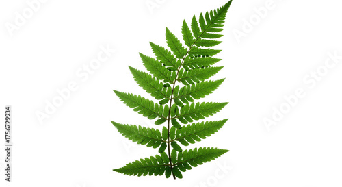 A single vibrant green fern frond isolated on a white background 1.
