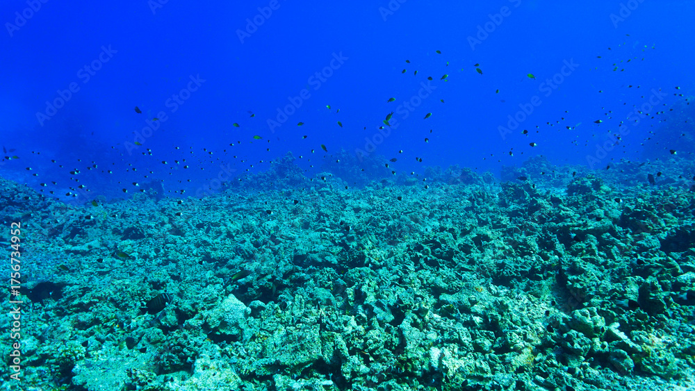 Fototapeta premium Climate change - Dead coral reef. From a scuba dive in the Red Sea in Egypt. 