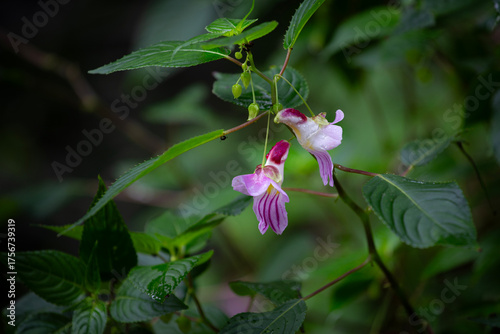Parrot flower, Delicate Pink White Flower With Green Leaves On A Thin Brown Stem In Nature Setting