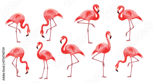 A flock of graceful pink flamingos standing on one leg.