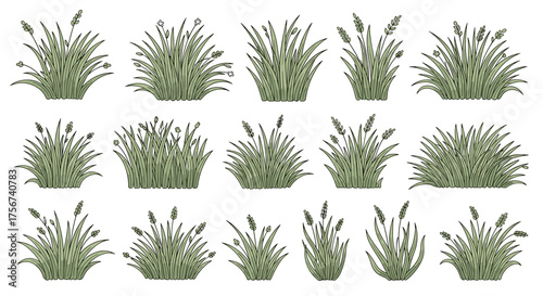 A collection of decorative ornamental grass clumps in various sizes and styles.
