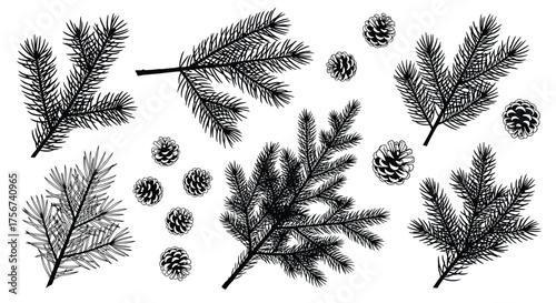 Illustrations of evergreen tree branches and pinecones in a simple black and white sketch style.