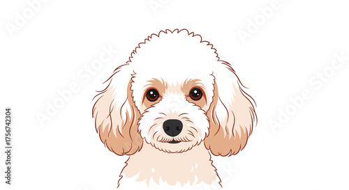 A charming portrait of a fluffy white poodle dog looking directly forward.
