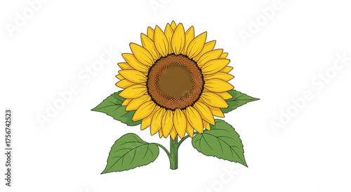 A bright yellow sunflower with green leaves on a white background.