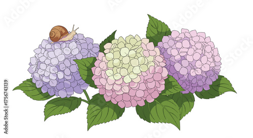 A tiny snail explores a cluster of blooming hydrangeas on a sunny day.