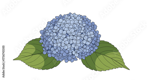 A beautiful blue hydrangea flower with green leaves and a white background.
