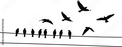 Bird silhouette vector showing perched and flying birds on parallel wires, capturing motion, stillness, nature, freedom, and urban wildlife design