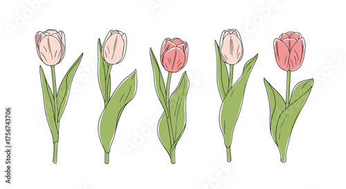Delicate pink tulips in a row celebrating springtime beauty.