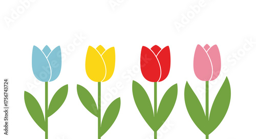 A row of four colorful tulips in springtime.