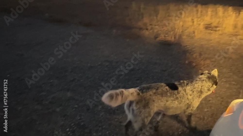 Cute happy dogs running joyfully through fields, celebrating the freedom of nature and the close bond between human and animal companions.