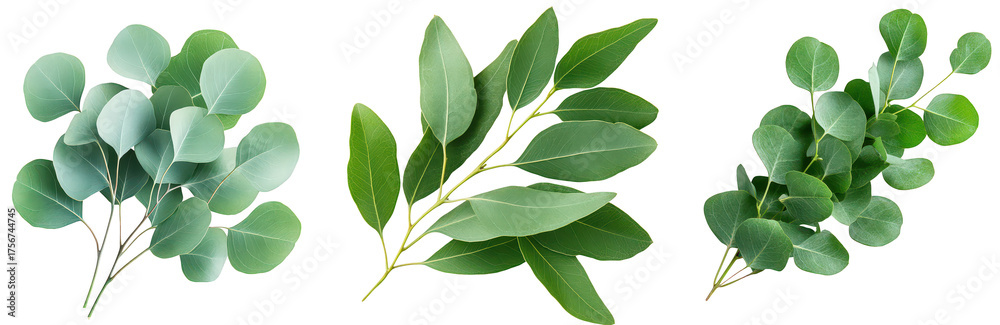 Fototapeta premium Fresh Green Eucalyptus Leaves for Decoration on a Transparent Background