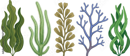 Five seaweed species illustrated with unique shapes, colors, textures, marine algae diversity, botanical study, ocean plant design, environmental science reference