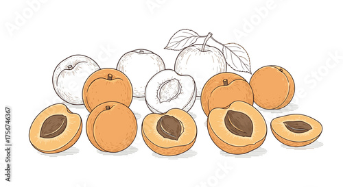 A beautiful collection of fresh and ripe apricots depicted in a vibrant watercolor style. Some fruits are whole while others are sliced in half, showcasing their juicy flesh and central stone.