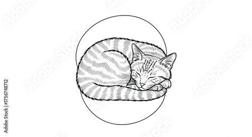 A detailed sketch of a striped cat curled up in a circular outline.