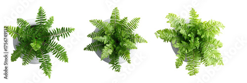 Fern trio, top-down view, green fronds in white pots