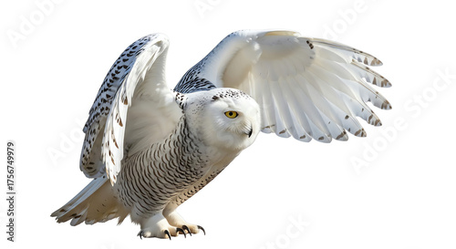 Wallpaper Mural Snowy owl with wings spread with transparent background Torontodigital.ca