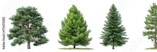 Four diverse conifer trees against a black background