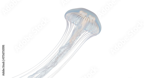 Wallpaper Mural Translucent jellyfish with long tentacles transparent background Torontodigital.ca