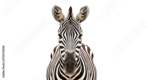 Wallpaper Mural Zebra head isolated with transparent background Torontodigital.ca