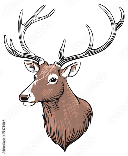 Hand drawn vector illustration of a majestic deer stag head with large antlers