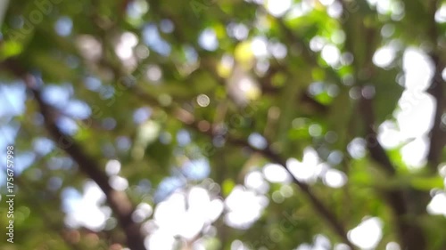 Defocused green blurred abstract blur leaves nice bokeh with sunlight coming in as background. Green nature leaves bokeh sunlight abstract blurred background with sunlight effect