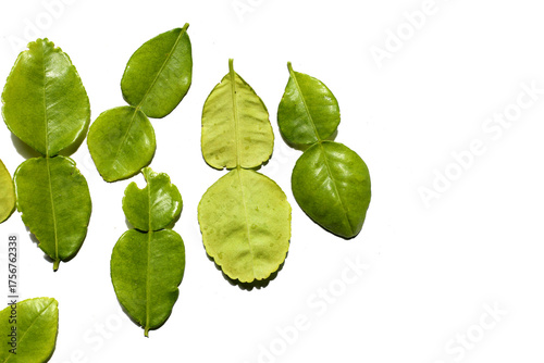 Kaffir lime leaves on white background.