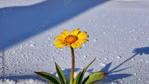 Vibrant yellow flower defies winter, emerging from pristine snow, symbolizing resilience, hope, and the power of nature amidst the tranquil, icy landscape