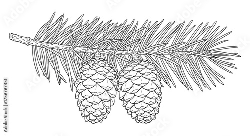 Detailed illustration of a fir tree branch with two pine cones.