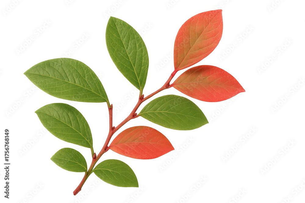 Fototapeta premium Branch with green and autumn red leaves showing changing seasons, isolated plant element with transparent background