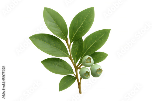 Wallpaper Mural Blueberry branch with green unripe berries and leaves on transparent background, symbolizing growth and health Torontodigital.ca