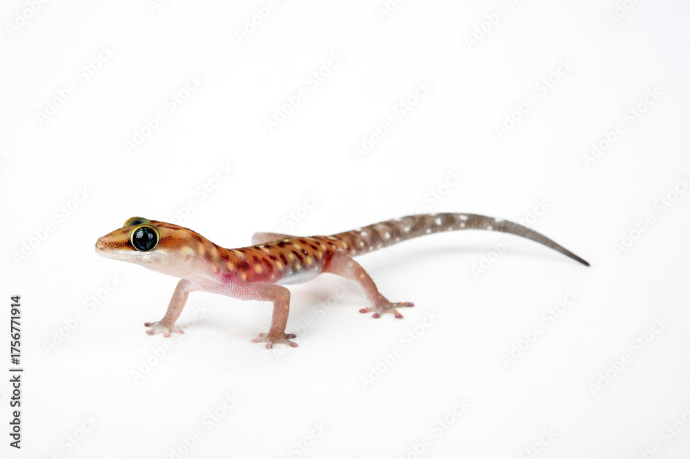 Naklejka premium Tiger thick-toed gecko // Tigergecko (Pachydactylus tigrinus)