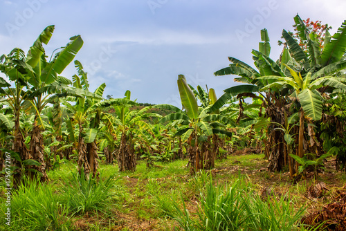 Wallpaper Mural plantacion de platano en la selva Torontodigital.ca