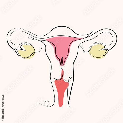 Uterus and Ovary one line drawing. Uterus and Ovary single line illustration. Uterus and Ovary minimalist line art