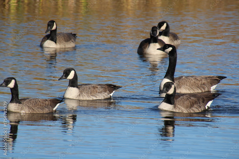 Obraz premium canadian geese on the water