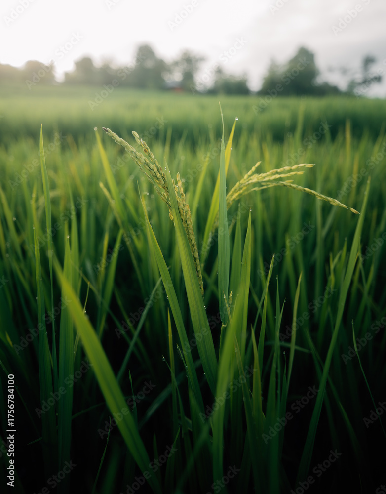 Fototapeta premium Rice leaves and rice stalks in the fields, nature, agriculture and tourism