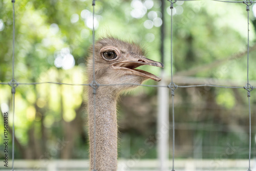 portrait of an ostrich in cage