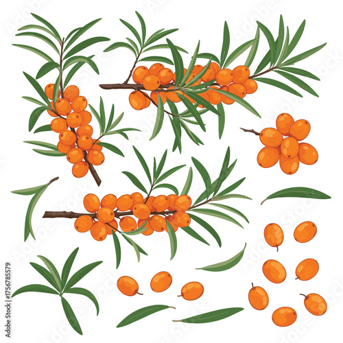 Illustration of sea buckthorn berries and leaves on branches