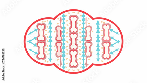 Illustration showing bone structure with osteons and haversian canals within a red outlined shape silhouette