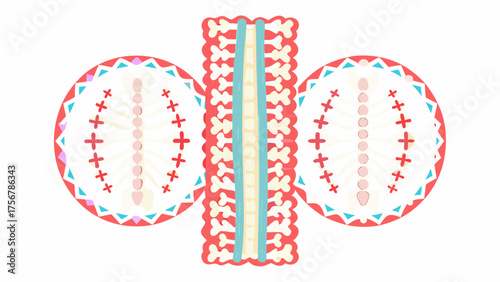 Illustration of a spine with vertebrae and spinal cord flanked by circular cross sections of vertebrae silhouette