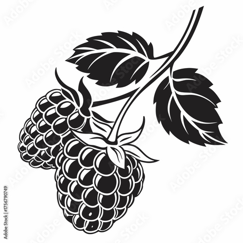 Stylized black and white illustration of two raspberries on a branch