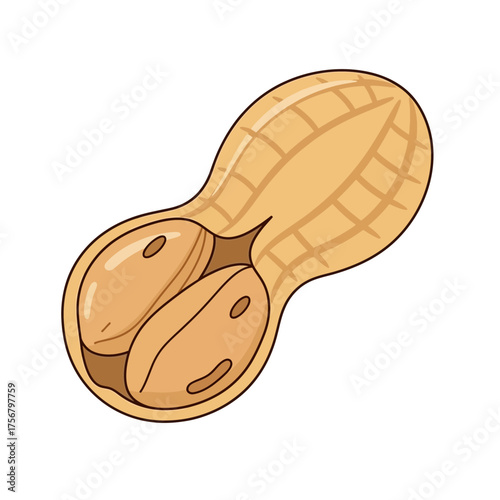 Close up illustration of a peanut shell with two kernels isolated on white