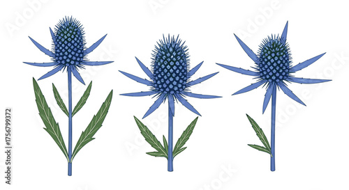 A trio of prickly blue eryngium flowers with green leaves.