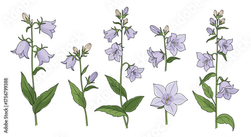 Purple bell-shaped flowers on tall green stems.