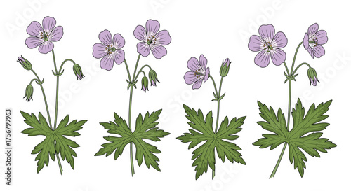 A collection of delicate wild flowers with purple petals and green leaves.