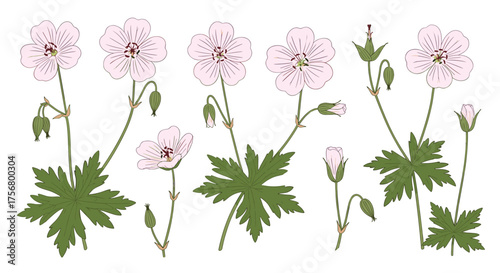 Pale pink wildflowers with green leaves and buds in a row.
